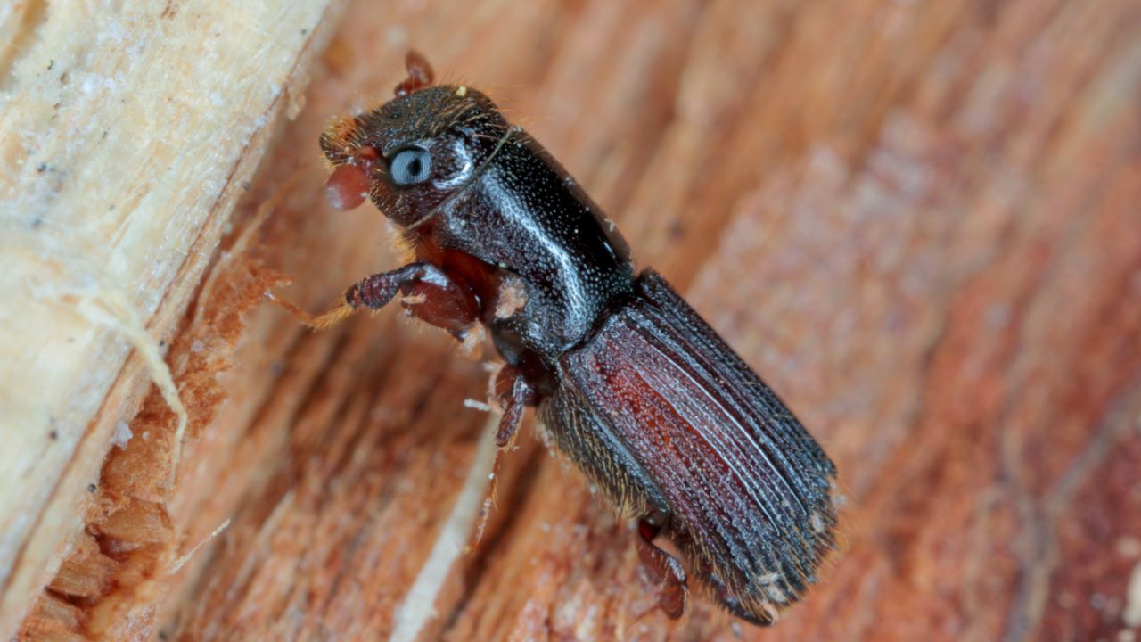 Ambrosia Beetle.